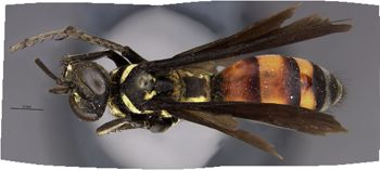 Media type: image;   Entomology 27137 Aspect: habitus dorsal view